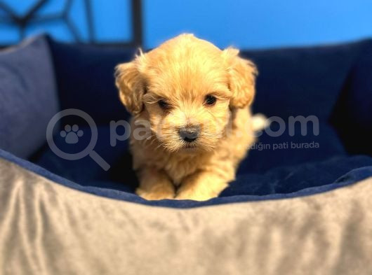 Irk Garanti̇li̇ Ruhsatli Üreti̇m Çi̇ftli̇ği̇nden Malti̇poo Bebekler görsel