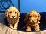 Irk Garanti̇li̇ Ruhsatli Üreti̇m Çi̇ftli̇ği̇nden Malti̇poo Bebekler