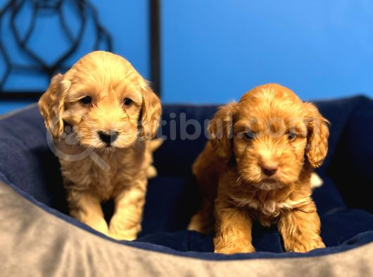 Irk Garanti̇li̇ Ruhsatli Üreti̇m Çi̇ftli̇ği̇nden Malti̇poo Bebekler görsel