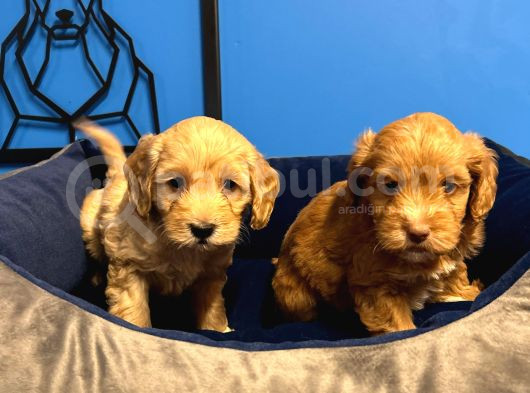 Irk Garanti̇li̇ Ruhsatli Üreti̇m Çi̇ftli̇ği̇nden Malti̇poo Bebekler görsel