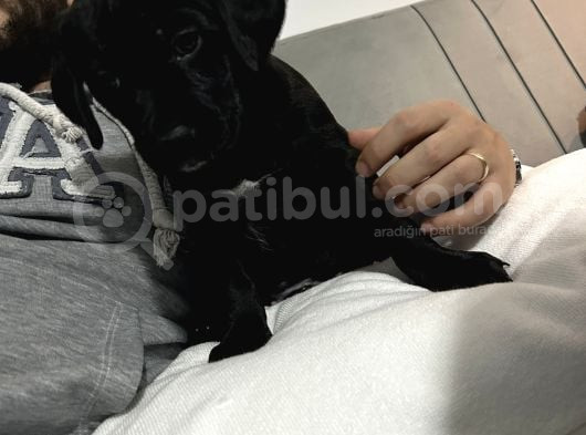 Dişi Labrador Aşılı görsel
