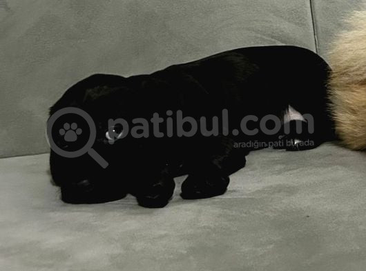 Dişi Labrador Aşılı görsel