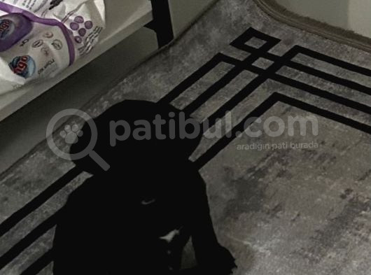 Dişi Labrador Aşılı görsel