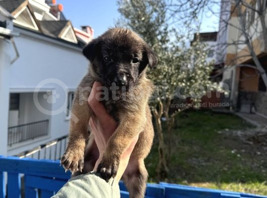 Kali̇teli̇ Mali̇nos Yavrular görsel