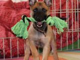 Eğitimli Malinois Yavrularım