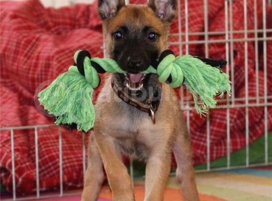 Eğitimli Malinois Yavrularım görsel