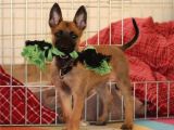 Eğitimli Malinois yavrularım