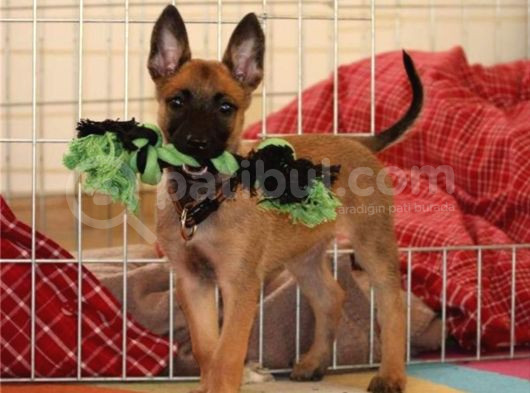 Eğitimli Malinois Yavrularım