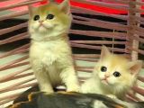 Anne Ve Baba Secereli̇ Bri̇ti̇sh Shorthai̇r Yavru