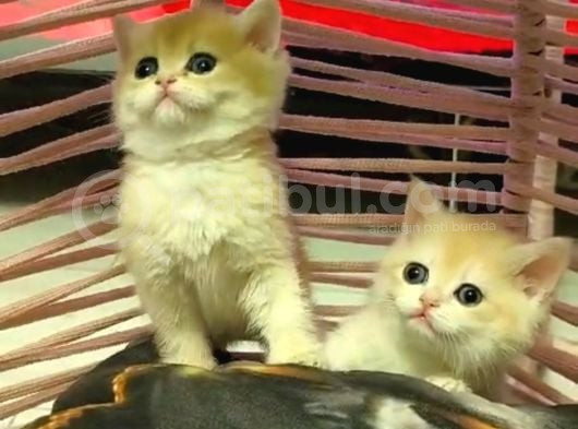 Anne Ve Baba Secereli̇ Bri̇ti̇sh Shorthai̇r Yavru görsel