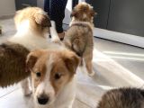 Rough Collie Yavruları Yeni Ailelerine Gitmek Için Hazır