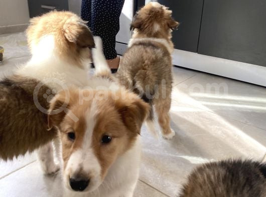 Rough Collie Yavruları Yeni Ailelerine Gitmek Için Hazır görsel
