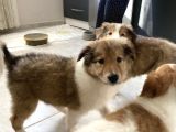 Rough collie yavruları yeni ailelerine gitmek için hazır