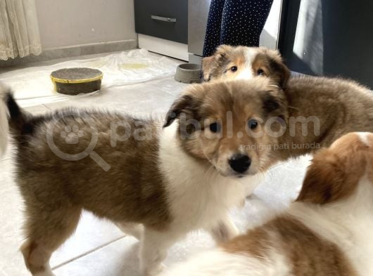 Rough Collie Yavruları Yeni Ailelerine Gitmek Için Hazır