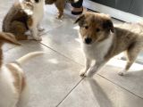 Rough Collie Yavruları Yeni Ailelerine Gitmek Için Hazır