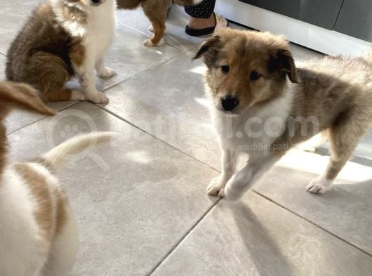 Rough Collie Yavruları Yeni Ailelerine Gitmek Için Hazır görsel