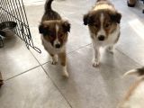 Rough Collie Yavruları Yeni Ailelerine Gitmek Için Hazır