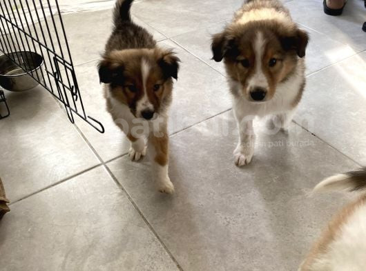 Rough Collie Yavruları Yeni Ailelerine Gitmek Için Hazır görsel