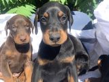 Şampiyon Soydan Doberman Yavrular