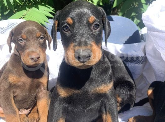 Şampiyon Soydan Doberman Yavrular görsel
