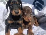 Şampiyon Soydan Doberman Yavrular