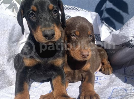 Şampiyon Soydan Doberman Yavrular görsel