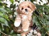 BEBEK SURATLI MALTİPOO YAVRULARI