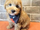 MASUM SURATLI MALTİPOO YAVRULARI