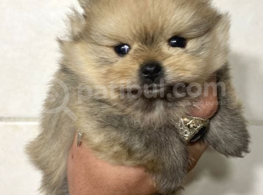Teacup Garanti̇li̇ Bearface Kizimiz görsel