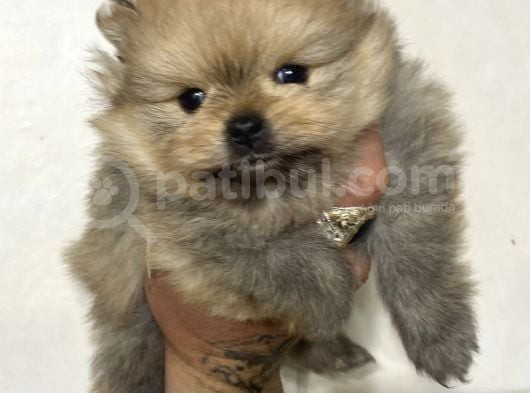 Teacup Garanti̇li̇ Bearface Kizimiz görsel