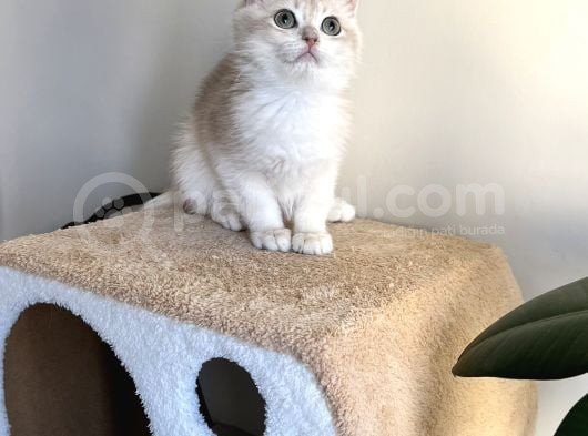 Orji̇nal British Golden Shorthai̇r Ay12 Erkek Yavrularimiz görsel