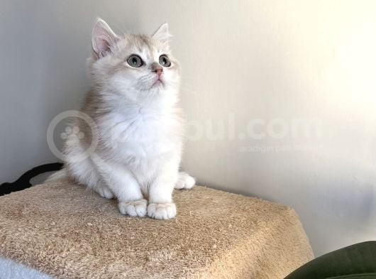 Orji̇nal British Golden Shorthai̇r Ay12 Erkek Yavrularimiz görsel