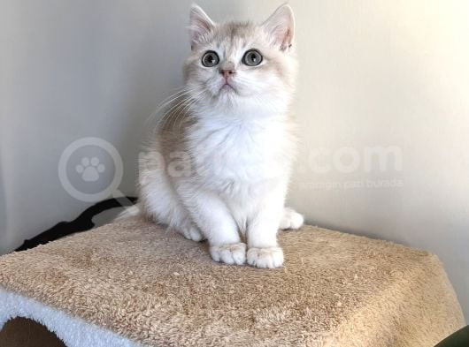 Orji̇nal British Golden Shorthai̇r Ay12 Erkek Yavrularimiz görsel