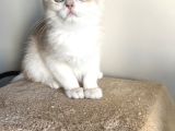 Orji̇nal British Golden Shorthai̇r Ay12 Erkek Yavrularimiz