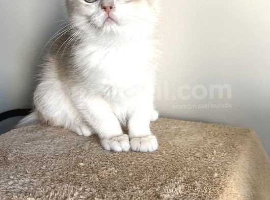 Orji̇nal British Golden Shorthai̇r Ay12 Erkek Yavrularimiz görsel