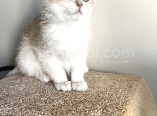 Orji̇nal British Golden Shorthai̇r Ay12 Erkek Yavrularimiz görsel