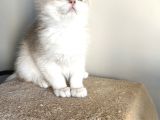 Orji̇nal British Golden Shorthai̇r Ay12 Erkek Yavrularimiz