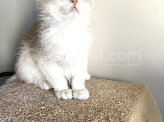 Orji̇nal British Golden Shorthai̇r Ay12 Erkek Yavrularimiz görsel