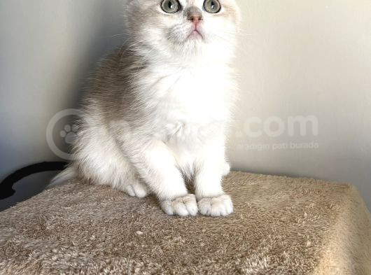 Orji̇nal British Golden Shorthai̇r Ay12 Erkek Yavrularimiz görsel