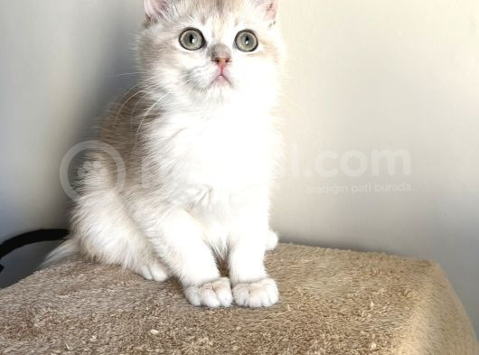 Orji̇nal British Golden Shorthai̇r Ay12 Erkek Yavrularimiz