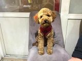 POODLE UYGUN VERİLECEK