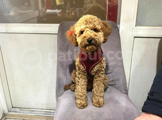 Poodle Uygun Veri̇lecek