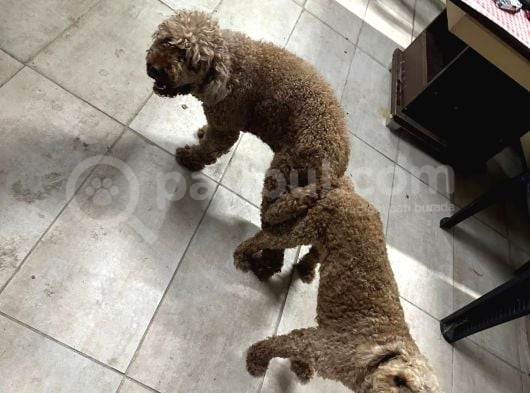 Poodle Uygun Veri̇lecek görsel