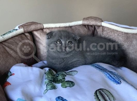Ayı Suratlı Blue Scotısh Fold Bebegim görsel