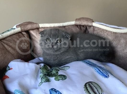 Ayı Suratlı Blue Scotısh Fold Bebegim görsel