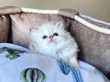 Maviş Point British Longhair Bebeklerim