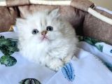 Maviş Point British Longhair Bebeklerim
