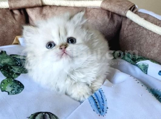 Maviş Point British Longhair Bebeklerim görsel