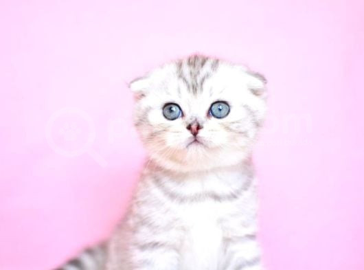 Asil Soydan Silver Scottishfold