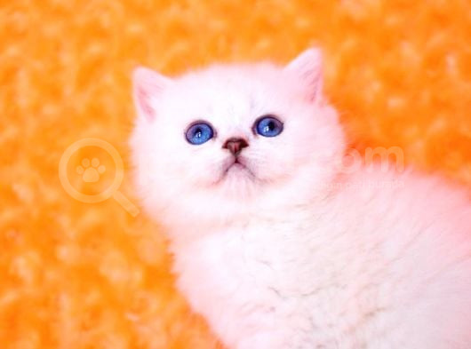 Masmavi Ns1133 British Shorthair